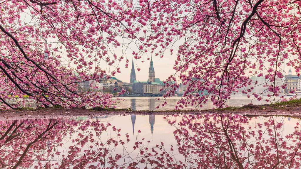 Kirschbluete Hamburg