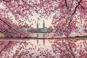 Kirschbluete Hamburg