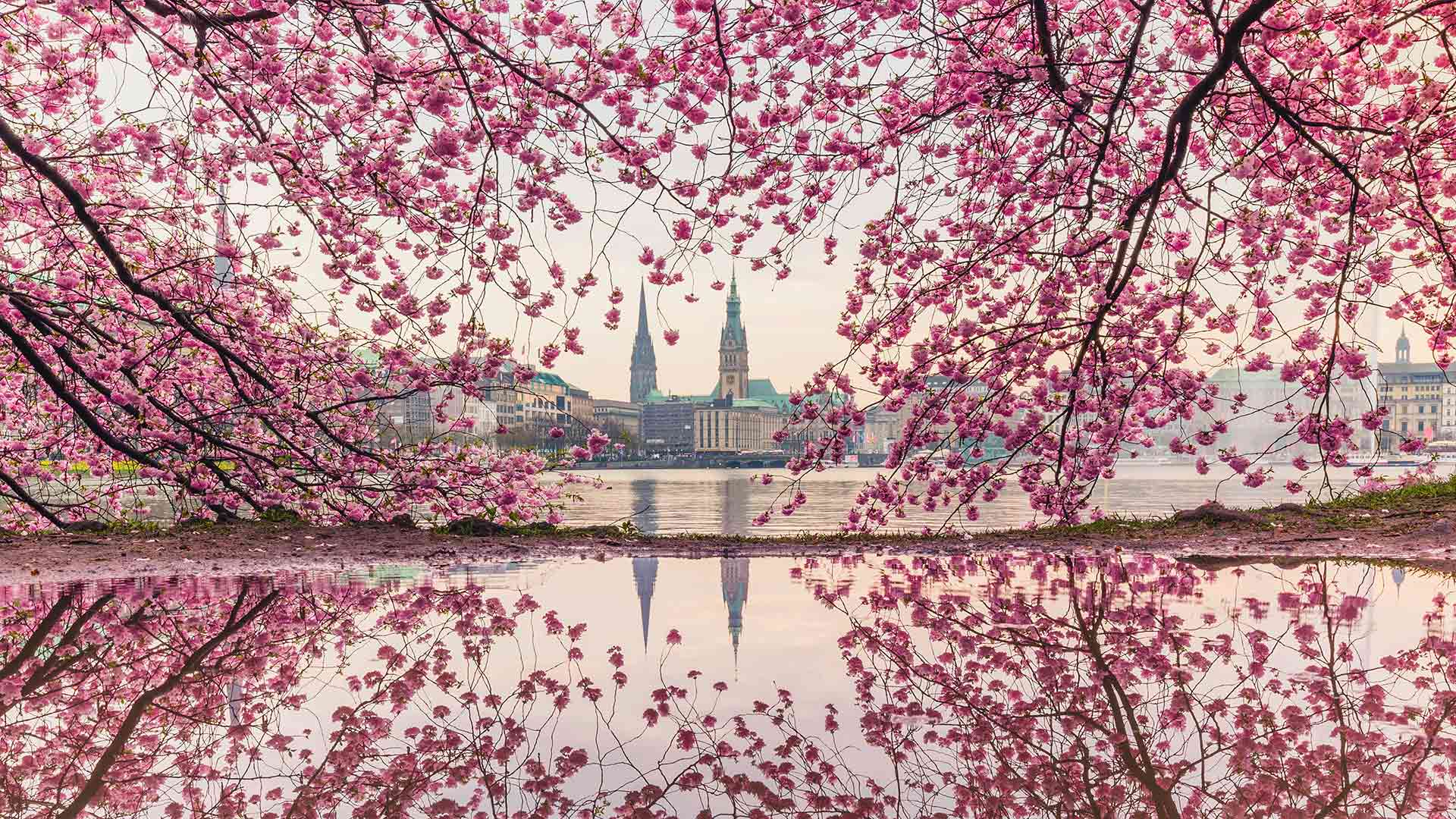 Kirschbluete Hamburg