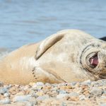 Laughing Seal