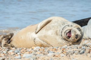 Laughing Seal