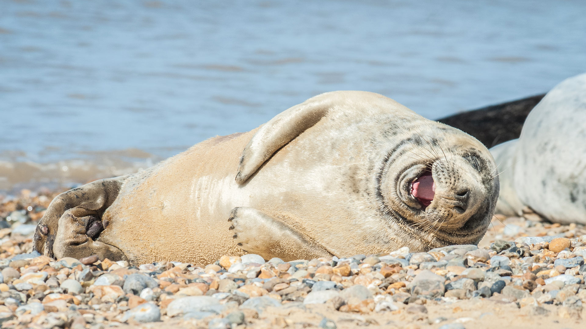 Laughing Seal