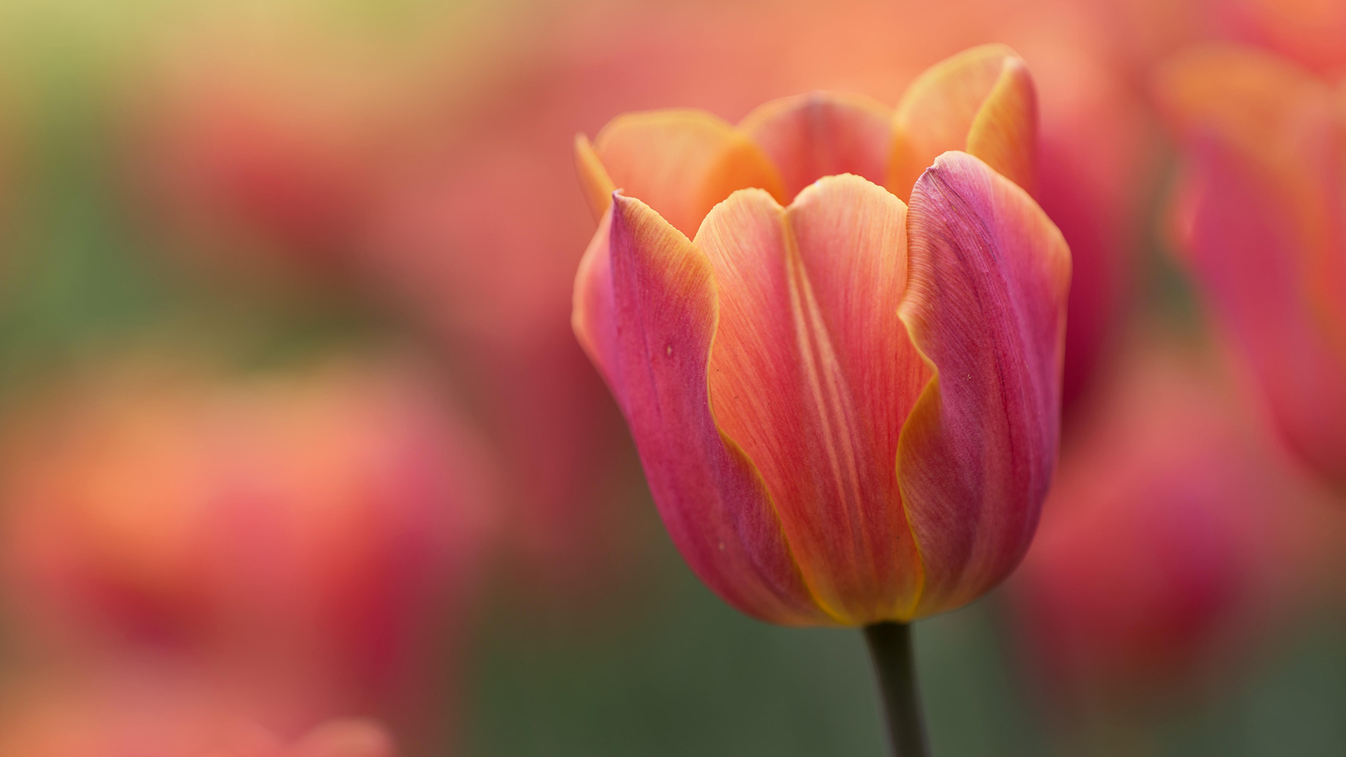 Ottawa Tulip