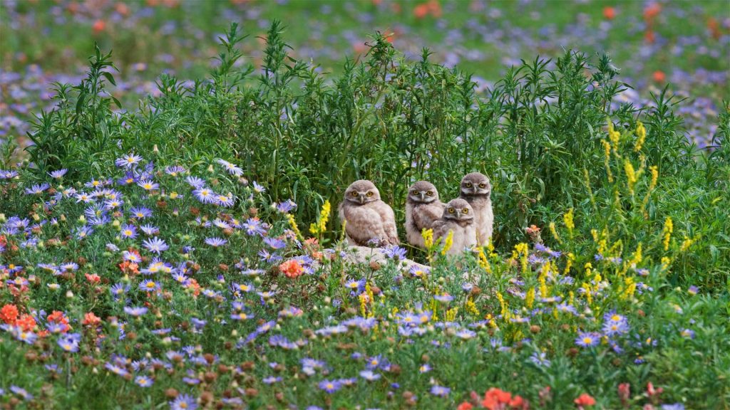 Pawnee Owls