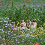 Pawnee Owls