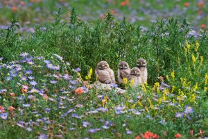 Pawnee Owls