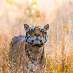 Tiger Kanha NP