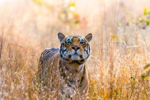 Tiger Kanha NP