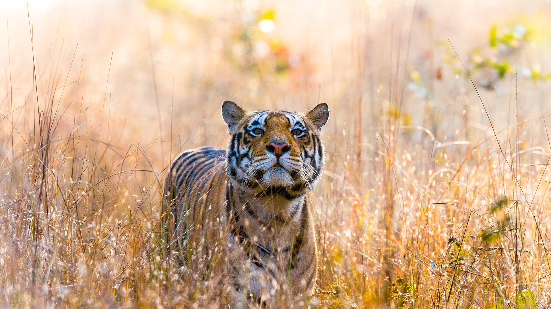 Tiger Kanha NP