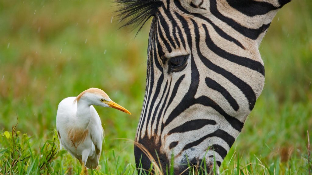 Zebra Egret