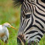 Zebra Egret