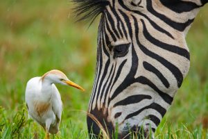 Zebra Egret