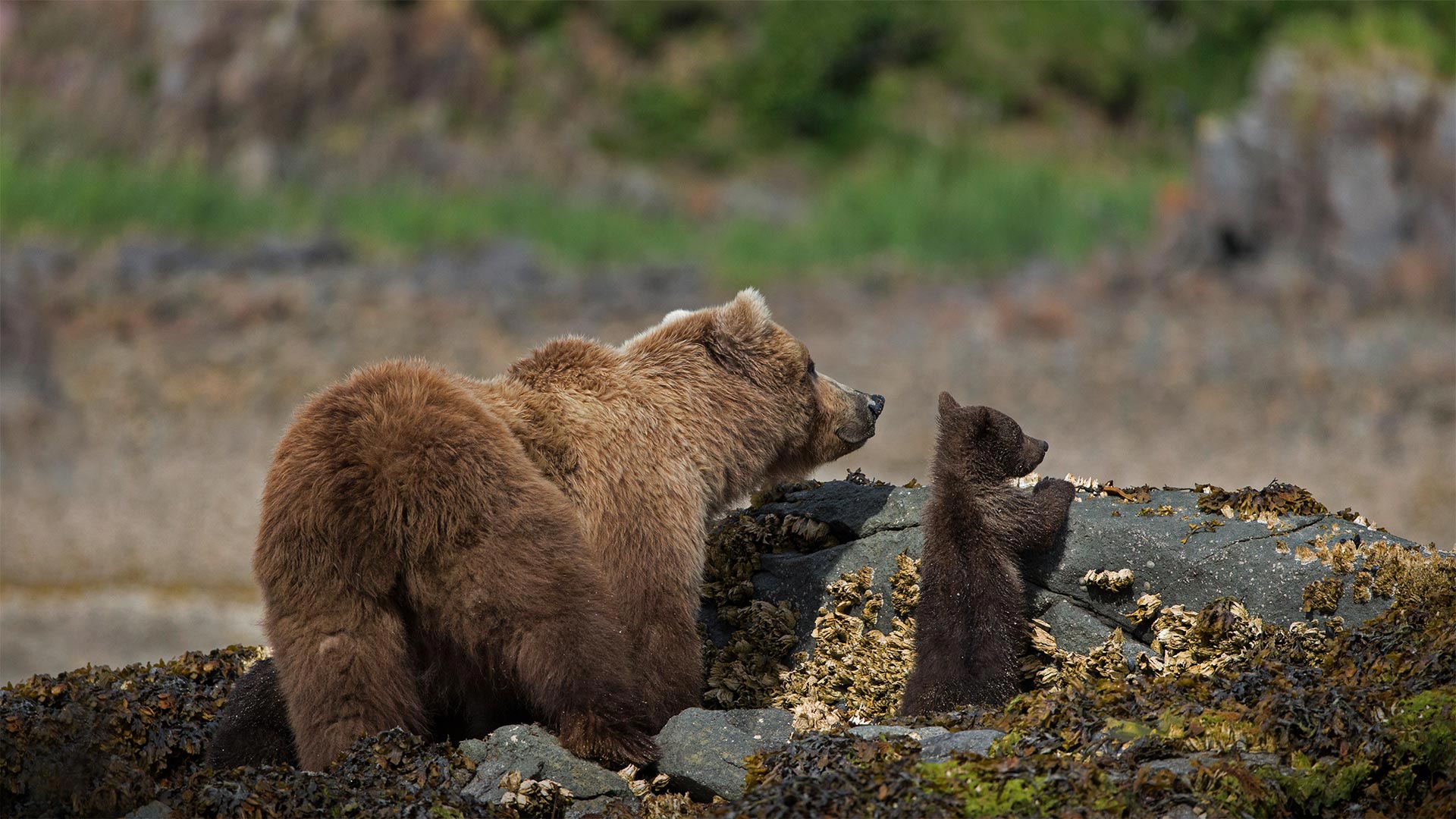 BB Mom Cub