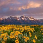 Balsamroot