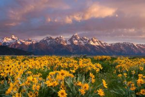 Balsamroot