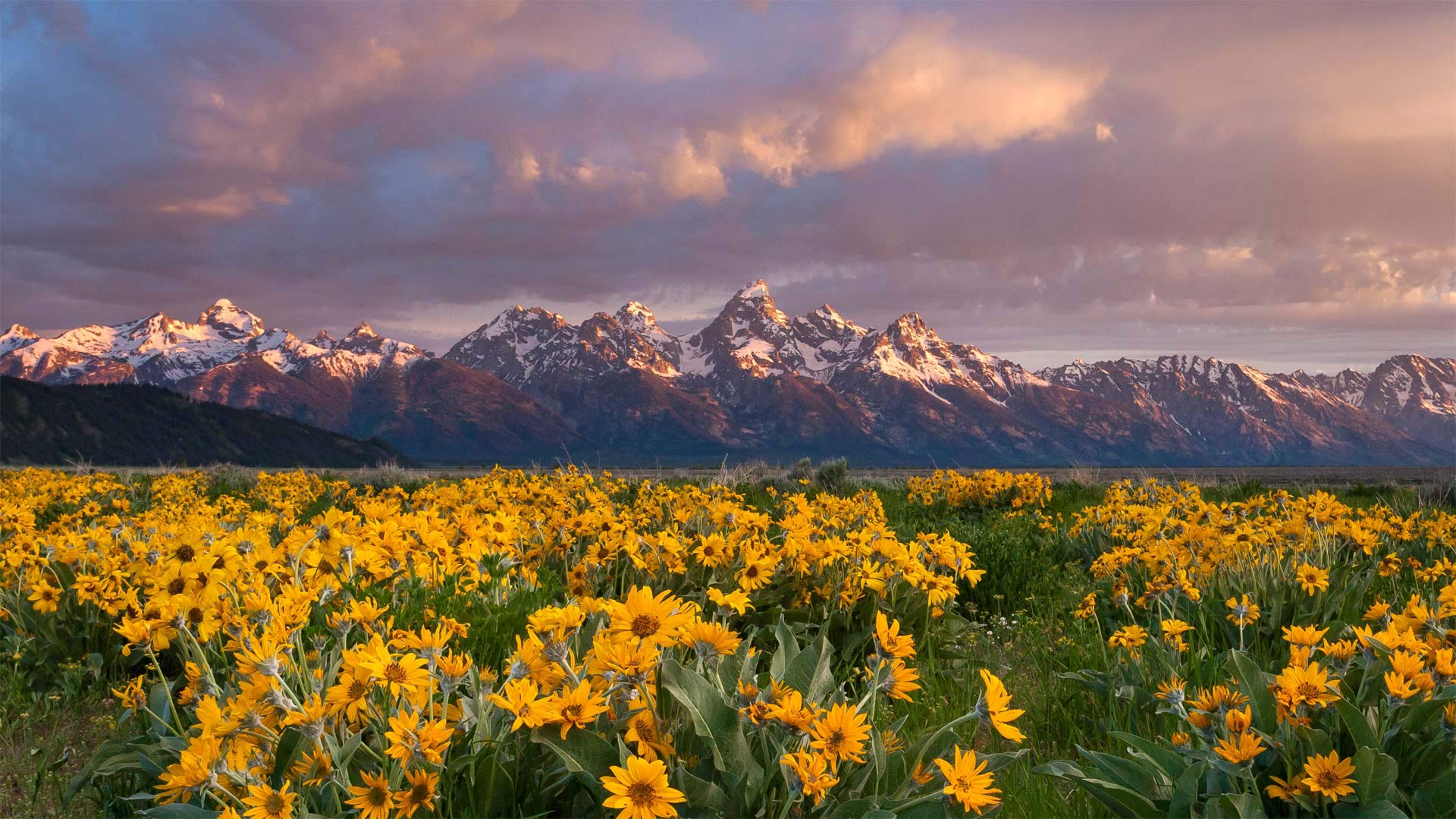 Balsamroot