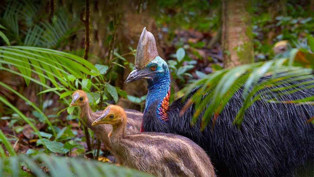 Cassowary