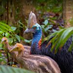 Cassowary