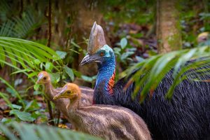 Cassowary