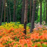 Haaga Rhododendron