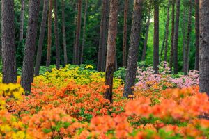 Haaga Rhododendron