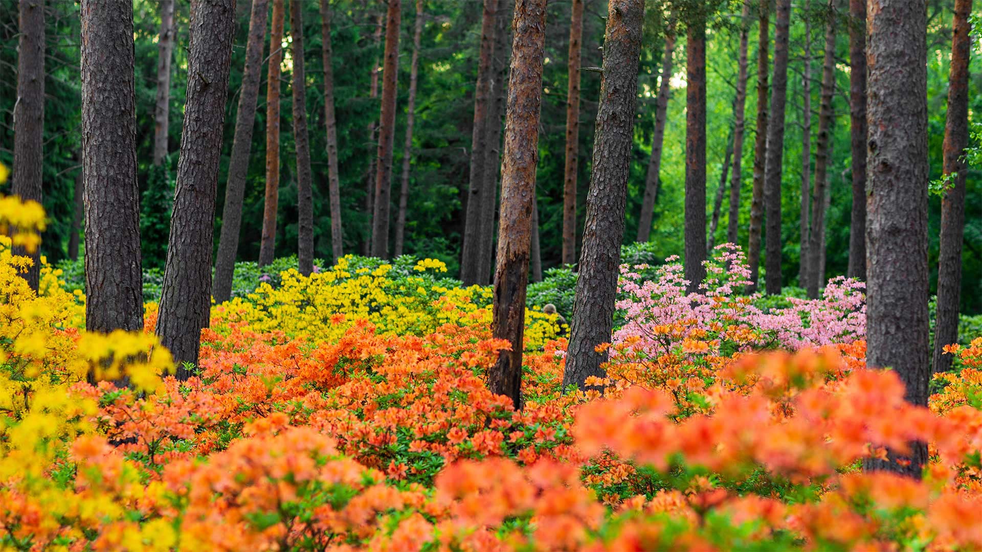 Haaga Rhododendron