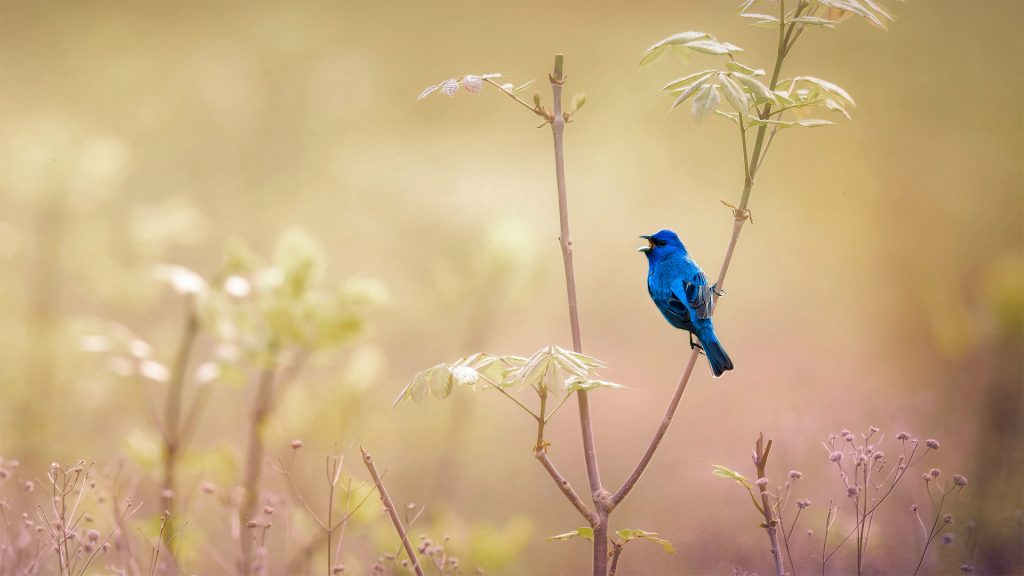 Indigo Bunting