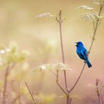 Indigo Bunting