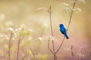 Indigo Bunting