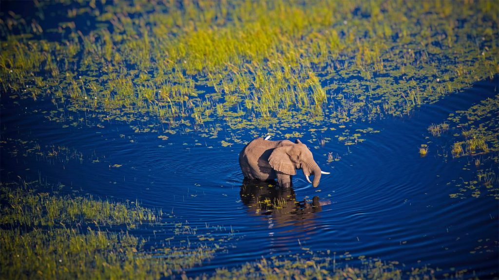 Okavango Elephant