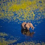 Okavango Elephant