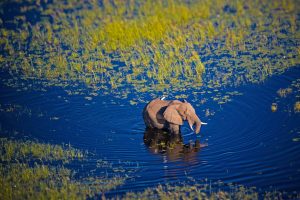 Okavango Elephant