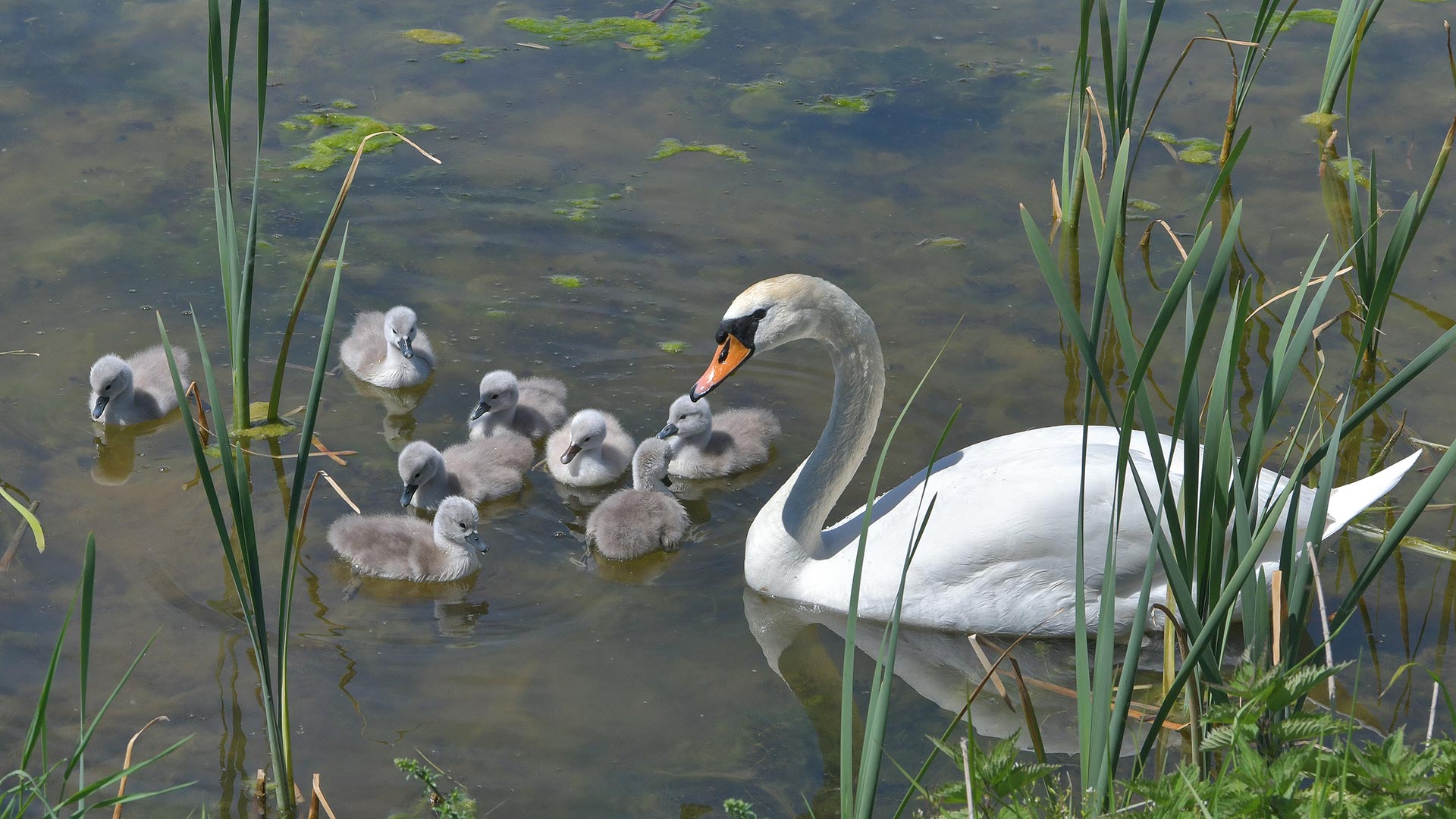 Schwan Aischgrund