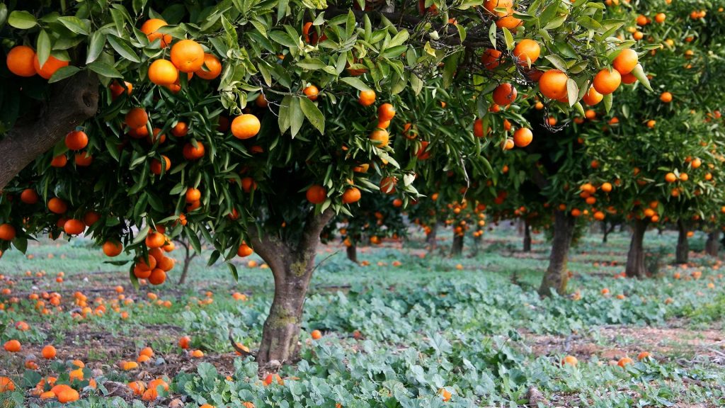 Spain Orange Grove