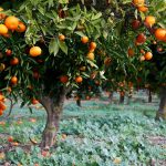 Spain Orange Grove