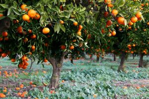 Spain Orange Grove