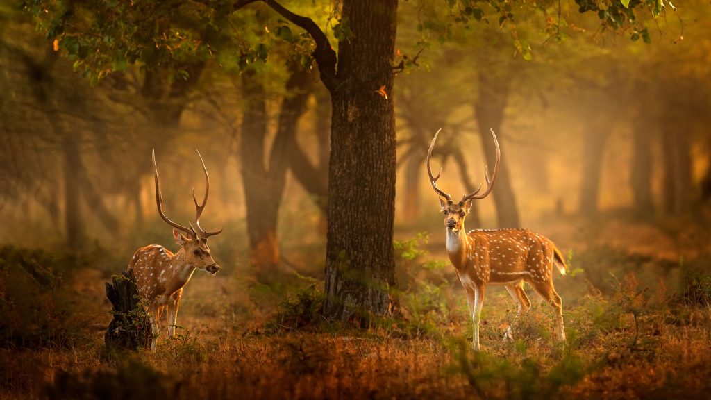 Spotted Deers