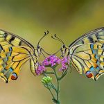 Swallowtail Flower