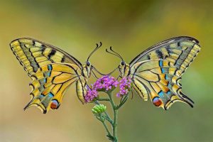 Swallowtail Flower