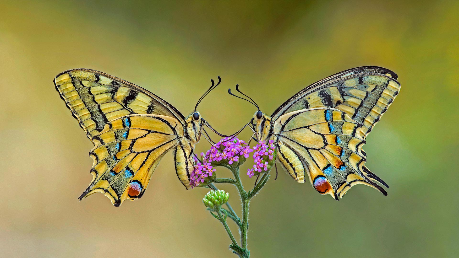 Swallowtail Flower