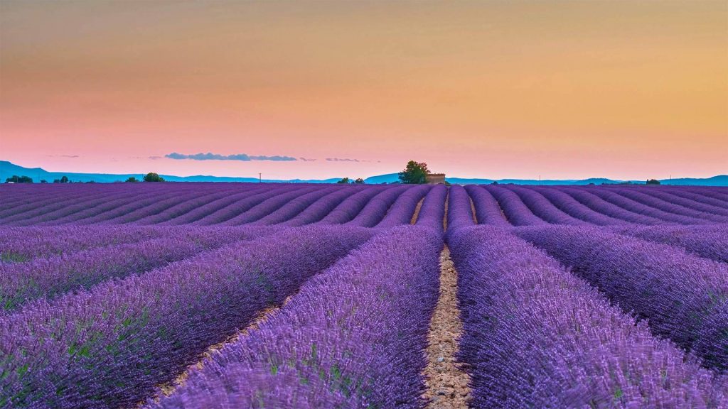 Valensole Lavender