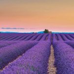 Valensole Lavender