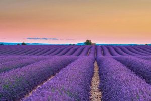 Valensole Lavender