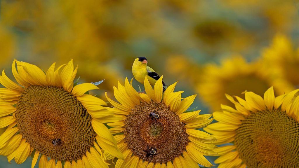 American Goldfinch