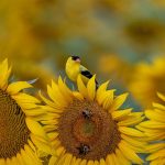 American Goldfinch