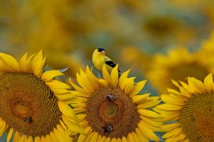 American Goldfinch