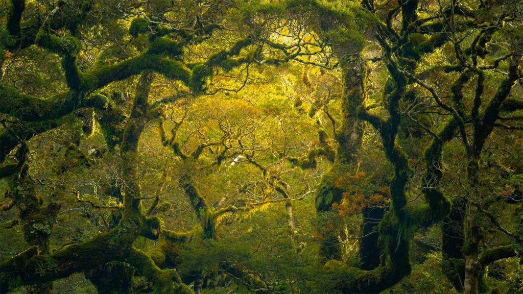 Fiordland Rainforest