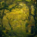 Fiordland Rainforest