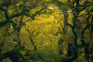 Fiordland Rainforest