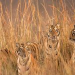 Four Tigresses